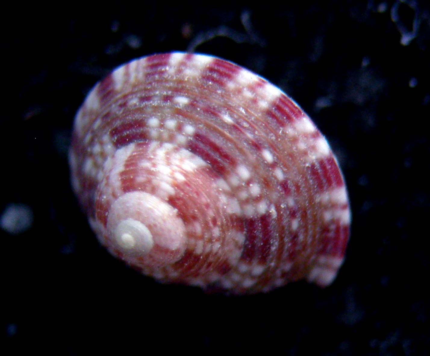 gibbula latior